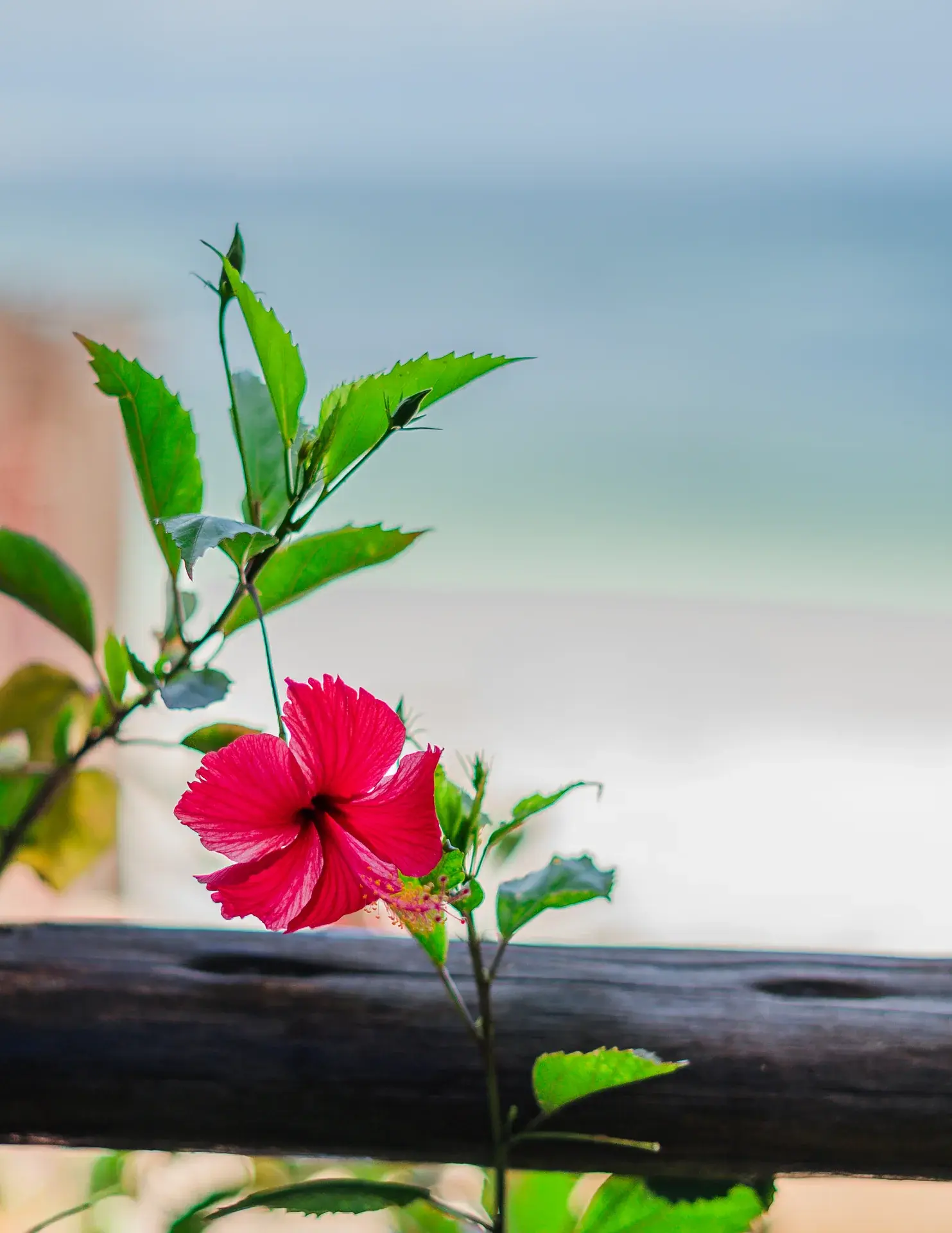 Aquelia Rose Hotel